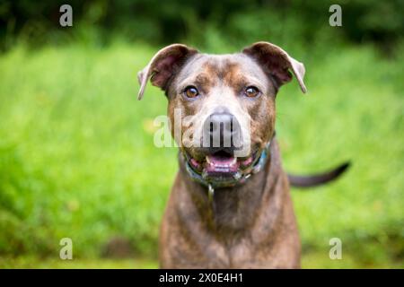 Un simpatico cane di razza mista brindle Pit Bull Terrier che guarda attentamente la telecamera Foto Stock