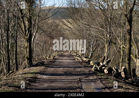 Alberi abbattuti a causa di Ash Dieback sul vecchio binario ferroviario, ora il sentiero Ravenstonedale e Smardale, visto qui a Smardale, in Cumbria. Foto Stock