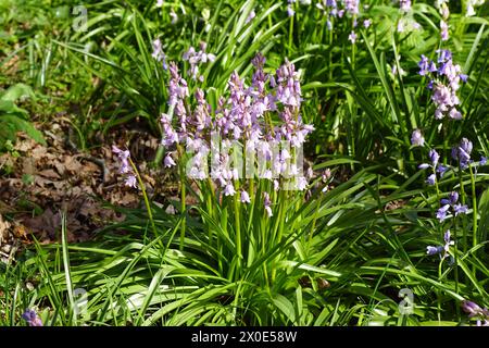 Giacinto di legno in fiore rosa, campanelli spagnoli (Hyacinthoides hispanica. Precedentemente Scilla campanulata). Sottofamiglia Scilloideae, famiglia Asparagaceae. Foto Stock