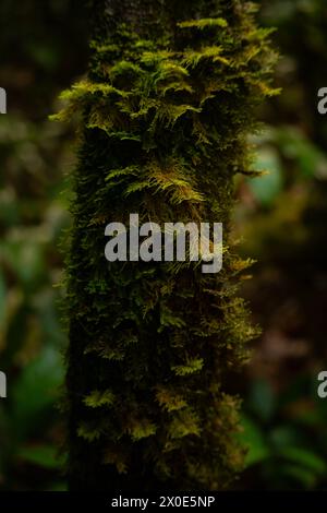 primo piano di licheni e muschio su un tronco di albero Foto Stock