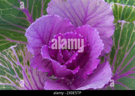 Fioritura di Kale "Crane Rose" in Bloom. Foto Stock