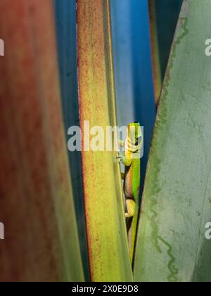 Gold Dust Day Gecko su foglie vegetali sulla Big Island delle Hawaii. Foto Stock