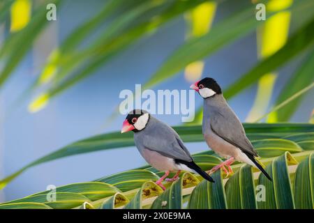 Java Sparrows arroccato su una palma sulla grande Isola delle Hawaii. Foto Stock