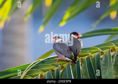 Java Sparrows arroccato su una palma sulla grande Isola delle Hawaii. Foto Stock