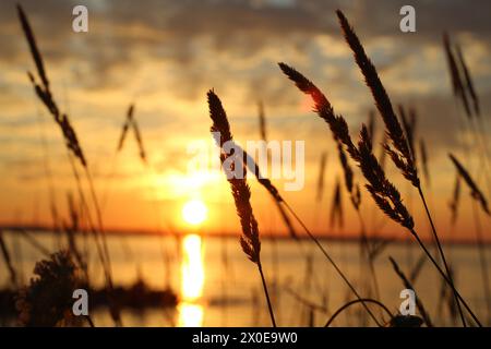 Tramonta su un corpo d'acqua con sagome di erba alta in primo piano Foto Stock