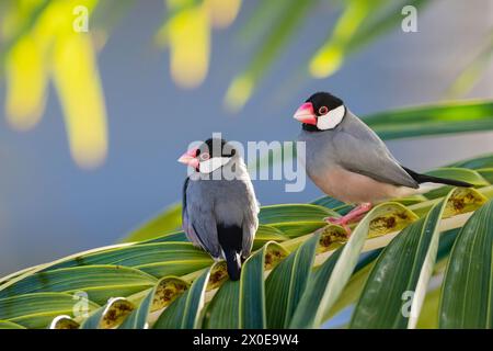 Java Sparrows arroccato su una palma sulla grande Isola delle Hawaii. Foto Stock