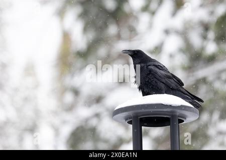 Un singolo corvo (Corvus corax) arroccato, nella neve, su un camino innevato. Yosemite, California, Stati Uniti a marzo, primavera Foto Stock