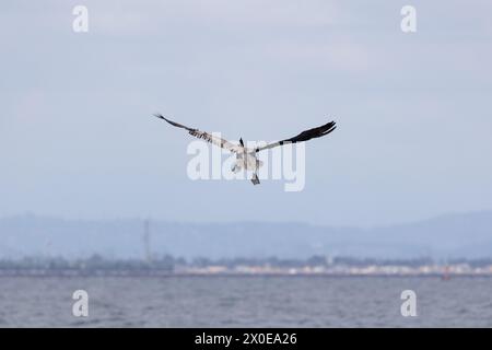 Vista posteriore di un pellicano che arriva a terra sul mare con vista sulla costa di Long Beach, California sullo sfondo. Foto Stock