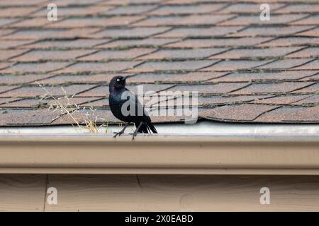 Un maschio Brewer's Blackbird (Euphagus cyanocephalus) arroccato sulla grondaia di un tetto a Davenport, California, Stati Uniti a marzo, Springtime Foto Stock