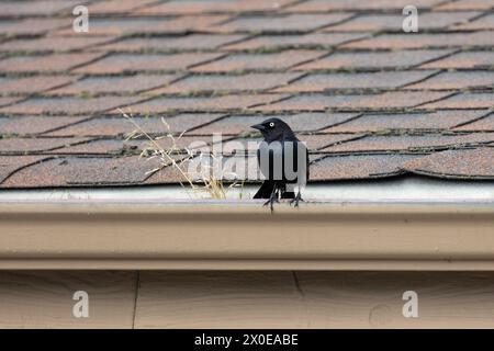 Un maschio Brewer's Blackbird (Euphagus cyanocephalus) arroccato sulla grondaia di un tetto a Davenport, California, Stati Uniti a marzo, Springtime Foto Stock