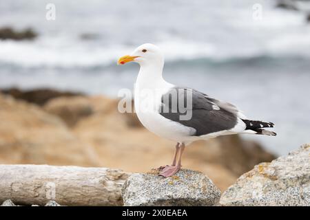 Gabbiano occidentale adulto (Larus occidentalis) in piedi su una roccia vicino al mare. Vicino a Bird Rock, costa della California, Stati Uniti a marzo, Springtime. Foto Stock