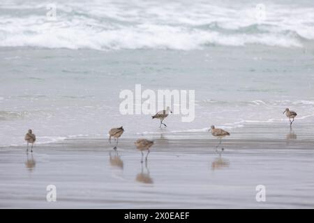 Un piccolo stormo di Whimbrel (Numenius) si forgia in una spiaggia sabbiosa a Carmel by the Sea, California. Marzo, Stati Uniti Foto Stock