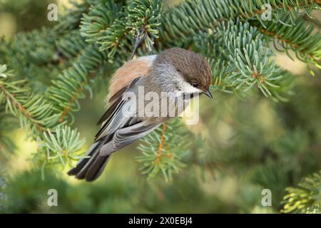 Chickadee boreale arroccato su abete rosso nell'Alaska centro-meridionale. Foto Stock