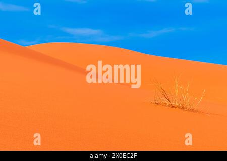 Dune di sabbia Erg Chebbi, deserto del Sahara, Marocco: Dune di sabbia in una giornata di sole vicino a Merzouga, Nord Africa Foto Stock
