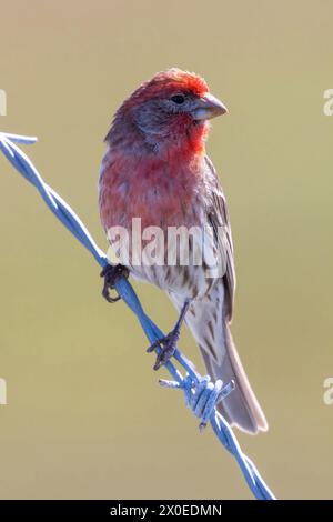 House Finch maschio arroccato su un filo spinato. Palo alto Baylands, Contea di Santa Clara, California, Stati Uniti. Foto Stock