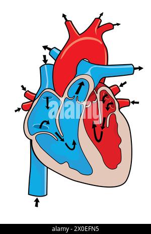 illustrazione medica di come funziona il cuore umano Foto Stock