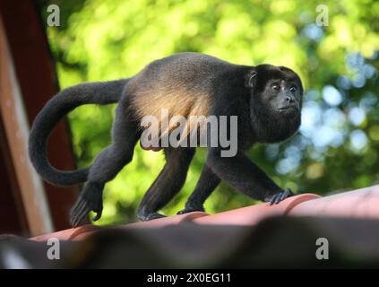 Maschio scimmia Howler dalla mentaglia dorata, Alouatta palliata palliata, Atelidae. Tortuguero, Costa Rica. Foto Stock