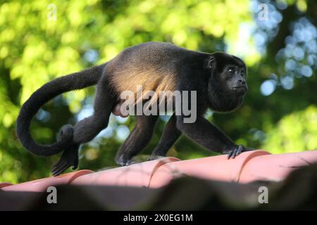 Maschio scimmia Howler dalla mentaglia dorata, Alouatta palliata palliata, Atelidae. Tortuguero, Costa Rica. Foto Stock