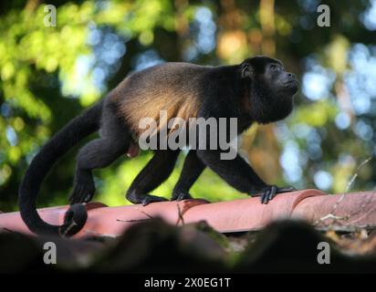 Maschio scimmia Howler dalla mentaglia dorata, Alouatta palliata palliata, Atelidae. Tortuguero, Costa Rica. Foto Stock