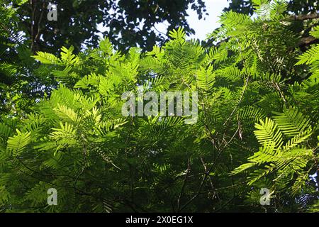 Pracaxi, Pentaclethra macroloba, Fabaceae. Tortuguero, Costa Rica. Foto Stock