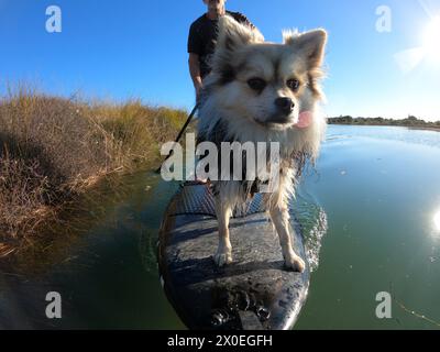 Paddle boarding per cani in SUP sul fiume Foto Stock