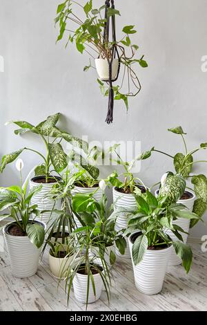 Molte vasi di fiori bianchi con piante interne in una stanza luminosa al sole Foto Stock