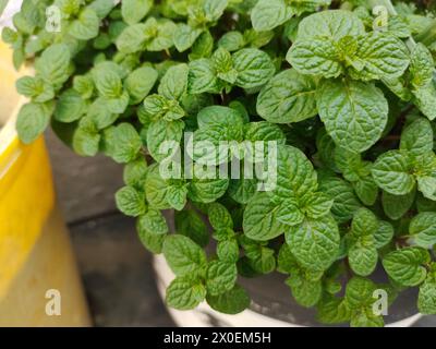 Piantare la menta in una pentola con foglie verdi Foto Stock