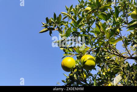 Arancio con frutti e sfondo cielo Foto Stock