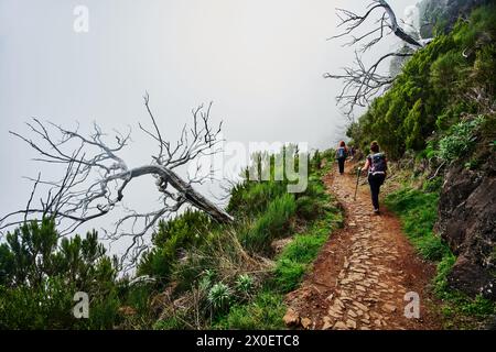 Sentiero PR1, escursione da Pico do Arierio a Pico Ruivo, sull'isola di Madeira, Portogallo, Europa Foto Stock