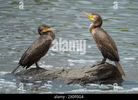 Un paio di giovani cormorani (Phalacrocorax carbo) su una roccia godendosi la luce del sole. Foto Stock