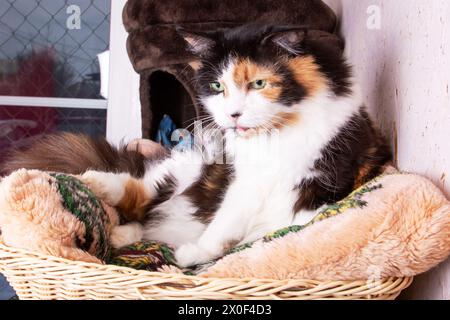 Divertente gatto tricolore a casa, ritratto da vicino Foto Stock