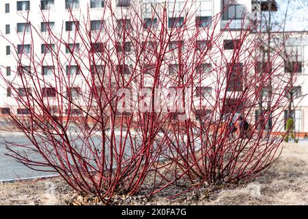 Cornus alba, la pianta in fiore di legno di cane rosso, bianco o siberiano in primavera Foto Stock