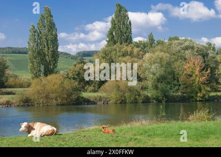 Paesaggio dei vigneti nella regione vinicola della franconia vicino a Volkach, Franconia, Baviera, Germania Foto Stock