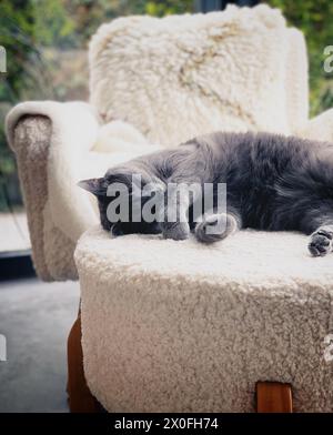 gatto domestico grigio che dorme su un divano bianco Foto Stock
