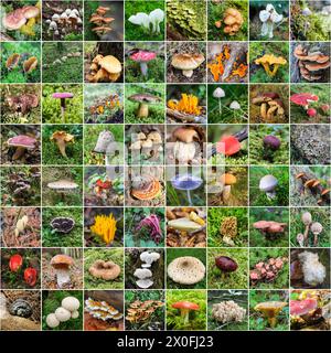 Collage di funghi selvatici coltivati in foerest con specie diverse Foto Stock