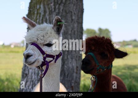 Due simpatici alpaca foto all'aperto. Soffici animali da fattoria in una passeggiata. Soleggiata giornata estiva in fattoria. Foto Stock