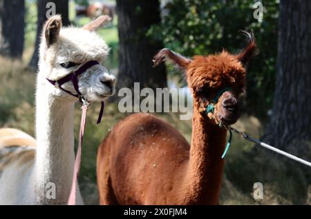 Due simpatici alpaca foto all'aperto. Soffici animali da fattoria in una passeggiata. Soleggiata giornata estiva in fattoria. Foto Stock