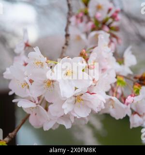 Primo piano della fioritura dei ciliegi in Giappone Foto Stock