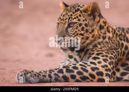 Predatore africano con pantera leopardata all'aperto Foto Stock