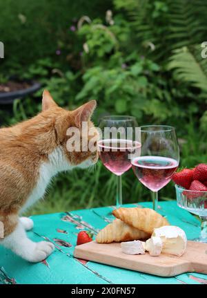Gatto su un tavolo da giardino. Un gatto dello zenzero carino che rubava cibo. Bicchieri da vino di rose, formaggio francese, foto ravvicinata di fragole. Foto Stock