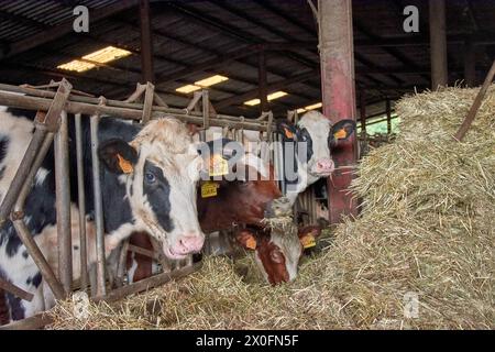 Vacche bianche e nere nella stalla della Finca de Mouriscade, dedicata allo studio del bestiame a Lalin, Pontevedra, Spagna Foto Stock