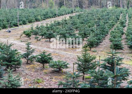 Piantare alberi di Natale. Abeti per il prossimo natale. Germania. Foto Stock