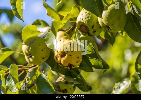 Frutti di pera influenzati dalla crosta di mele Venturia inaequalis. Problemi con il giardino Foto Stock