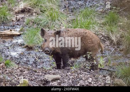 Wild Boar Sow nella foresta di Dean Gloucestershire Foto Stock