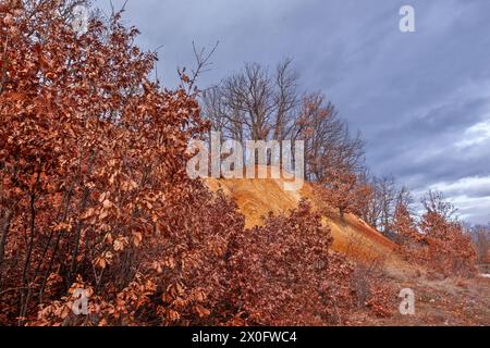 Βeech alberi e betulle dai colori intensi durante l'inverno, un'esperienza abituale nella regione dei laghi delle Prespes, nella prefettura di Florina, Macedonia, Grecia Foto Stock