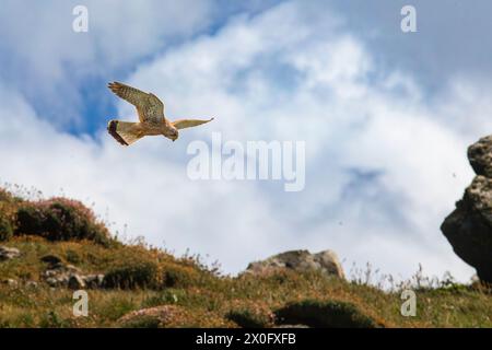 Kestrel, volando sulla prateria, St.ives, cornovaglia Foto Stock