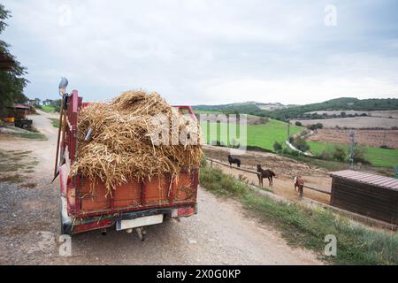 Scatola di un pick-up pieno di paglia preparato per consegnare il cibo ai cavalli di un intero centro equestre. Cavalli sullo sfondo in attesa del fo Foto Stock