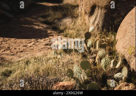 Il cactus di fichi d'India (Opuntia) cresce sotto il sole nel paesaggio desertico Foto Stock