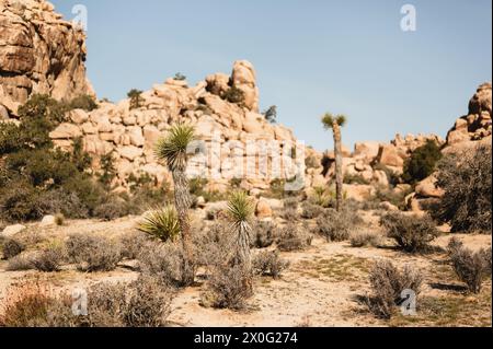 Vista panoramica dei giovani alberi di Giosuè, arbusti secchi e formazioni rocciose Foto Stock