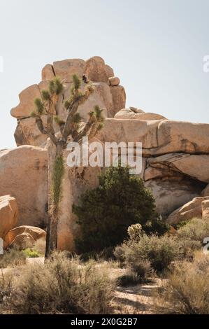 Joshua Tree singolo perfettamente delineato da formazioni rocciose nel deserto Foto Stock